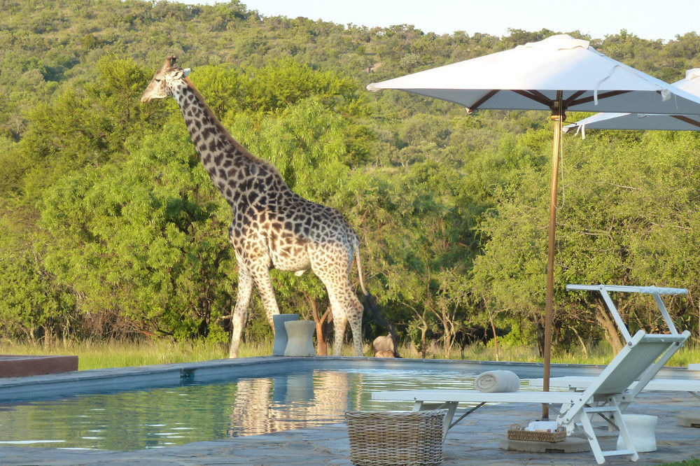 Zebras Crossing Private Game Lodge Modimolle Extérieur photo
